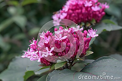Rose glory bower Clerodendrum bungei side view pink lilac inflorescences Stock Photo